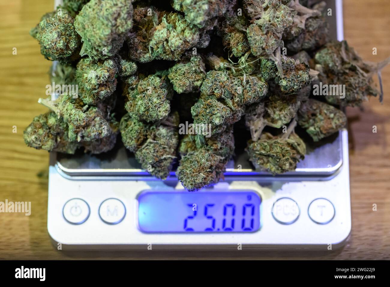 Dresden, Germany. 31st Jan, 2024. 25 grams of cannabis flowers lie on a scale in the 'Sanaleo' store for CBD products. The so-called CBD flowers are all below the limit of 0.2 percent THC, a cannabinoid of the hemp plant. Credit: Robert Michael/dpa/Alamy Live News Stock Photo