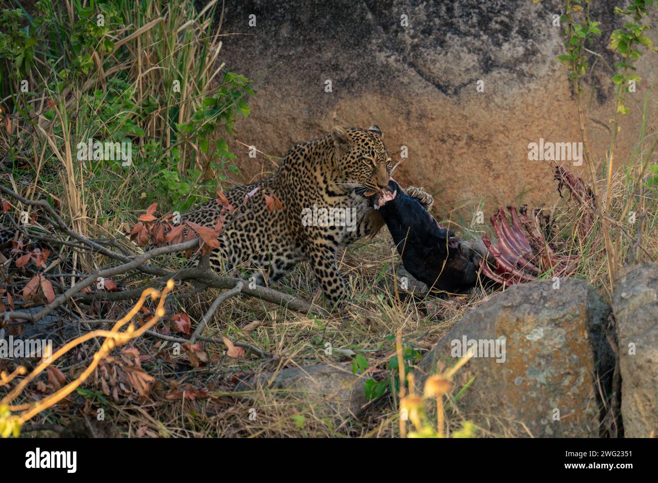 Female leopard sits eating wildebeest by rock Stock Photo - Alamy