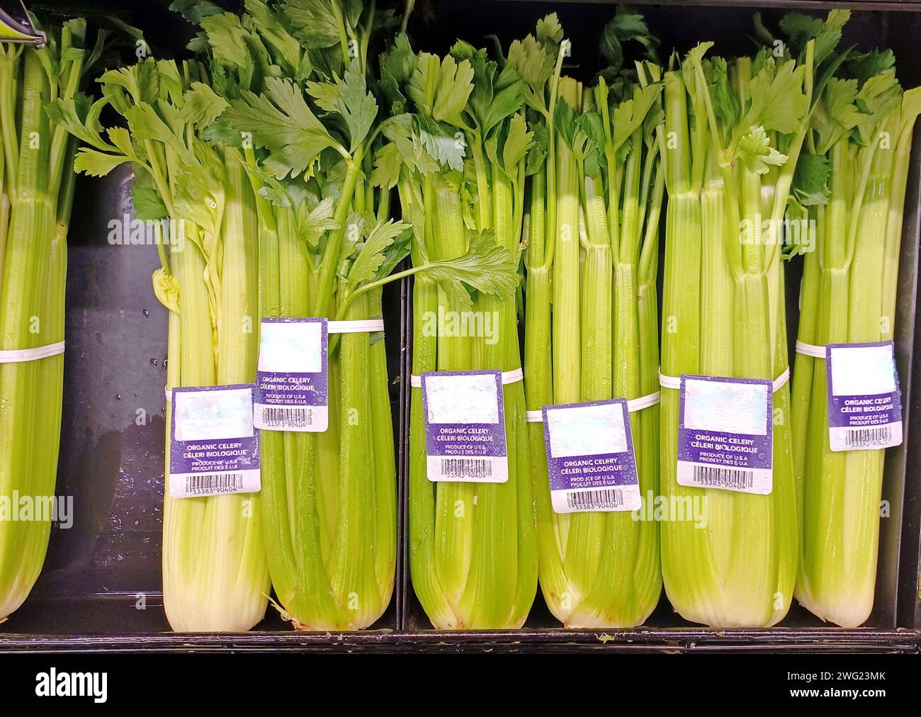 Whole celery bunches (Apium graveolens) displayed upright on a supermarket shelf. Health foods in a traditional vegetable market retail store. Stock Photo