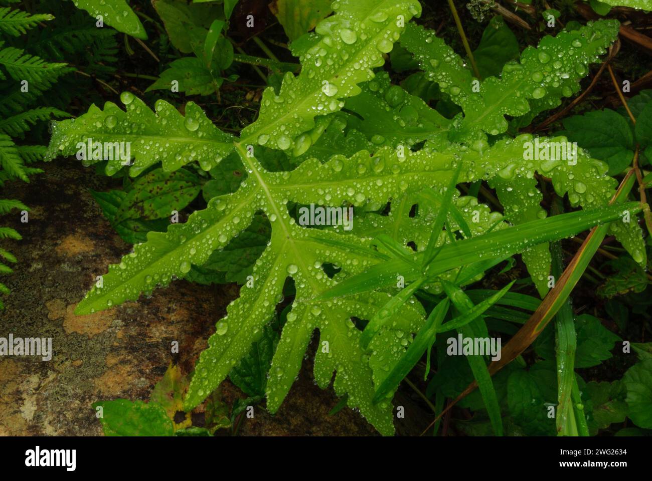 Sensitive Fern, Onoclea sensibilis, growing in the West Canada Lake Wilderness Area in the Adirondack Mountains Of New York State Stock Photo