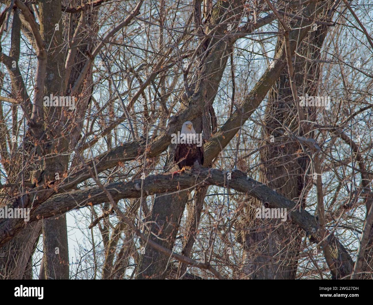 Bald Eagle migration through the Loess Bluffs National Wildlife Refuge