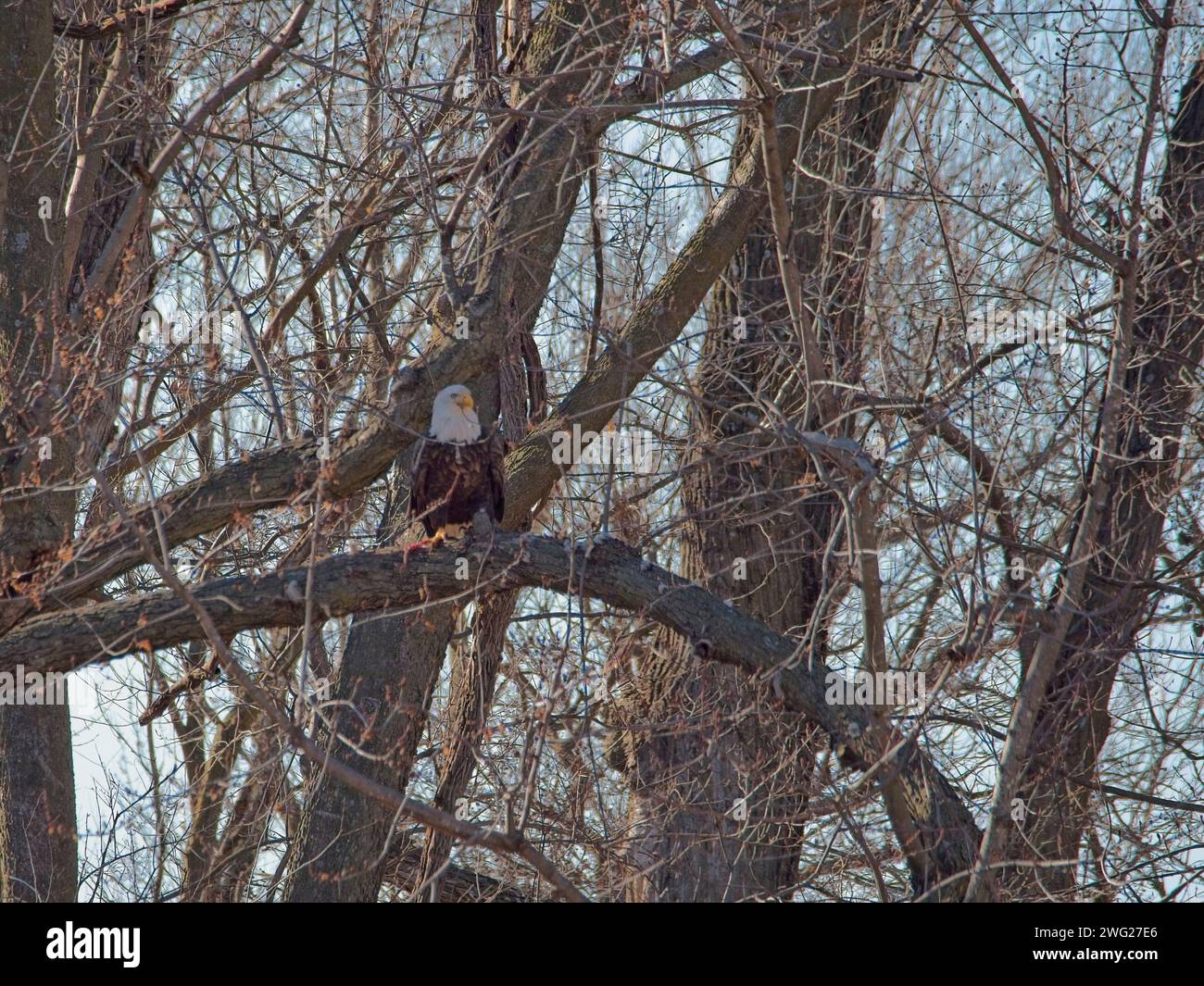 Bald Eagle migration through the Loess Bluffs National Wildlife Refuge