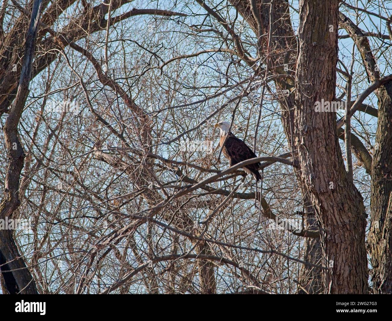 Bald Eagle migration through the Loess Bluffs National Wildlife Refuge