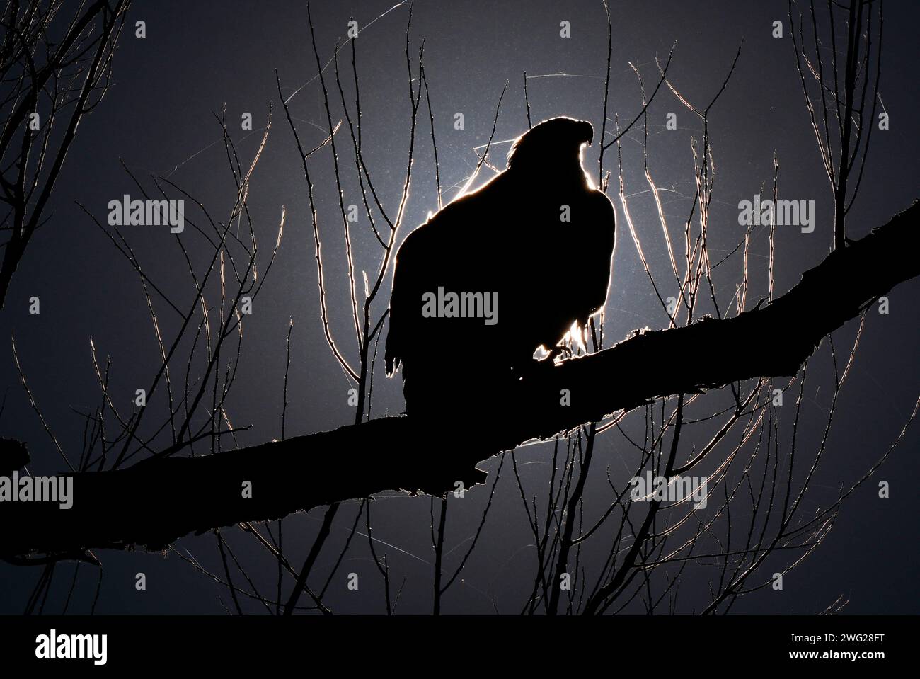 A rehabbed bald eagle, treated by the LSU School of Veterinary Medicine's Wildlife Hospital, and