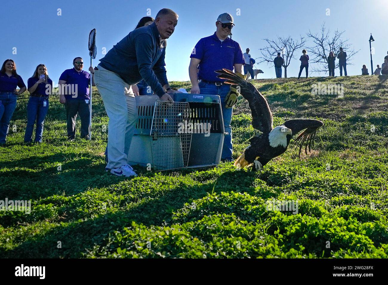 LSU head football coach Brian Kelly, left, helps release a bald eagle that was treated by the