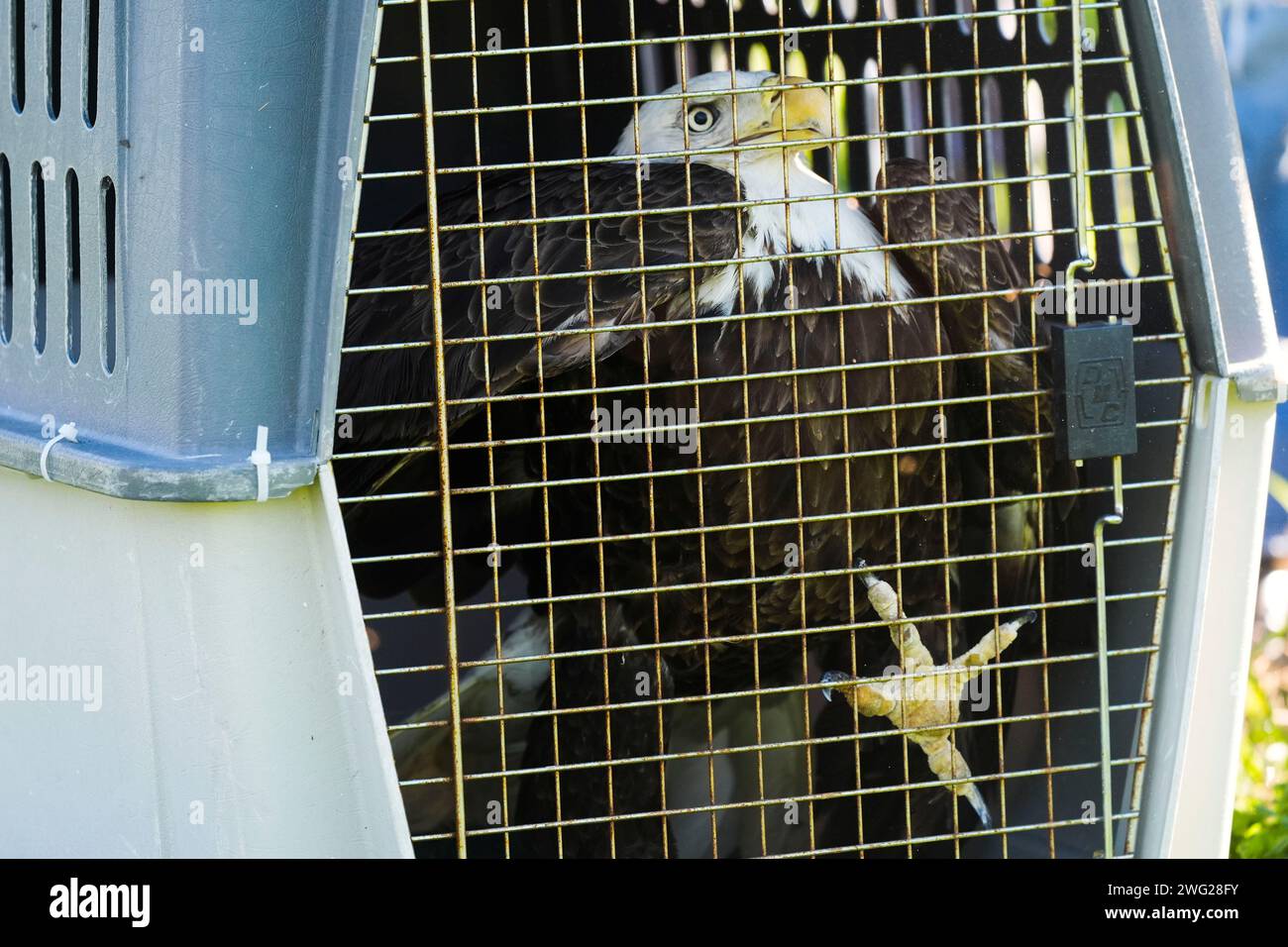 A rehabbed female bald eagle, treated by the LSU School of Veterinary Medicine's Wildlife