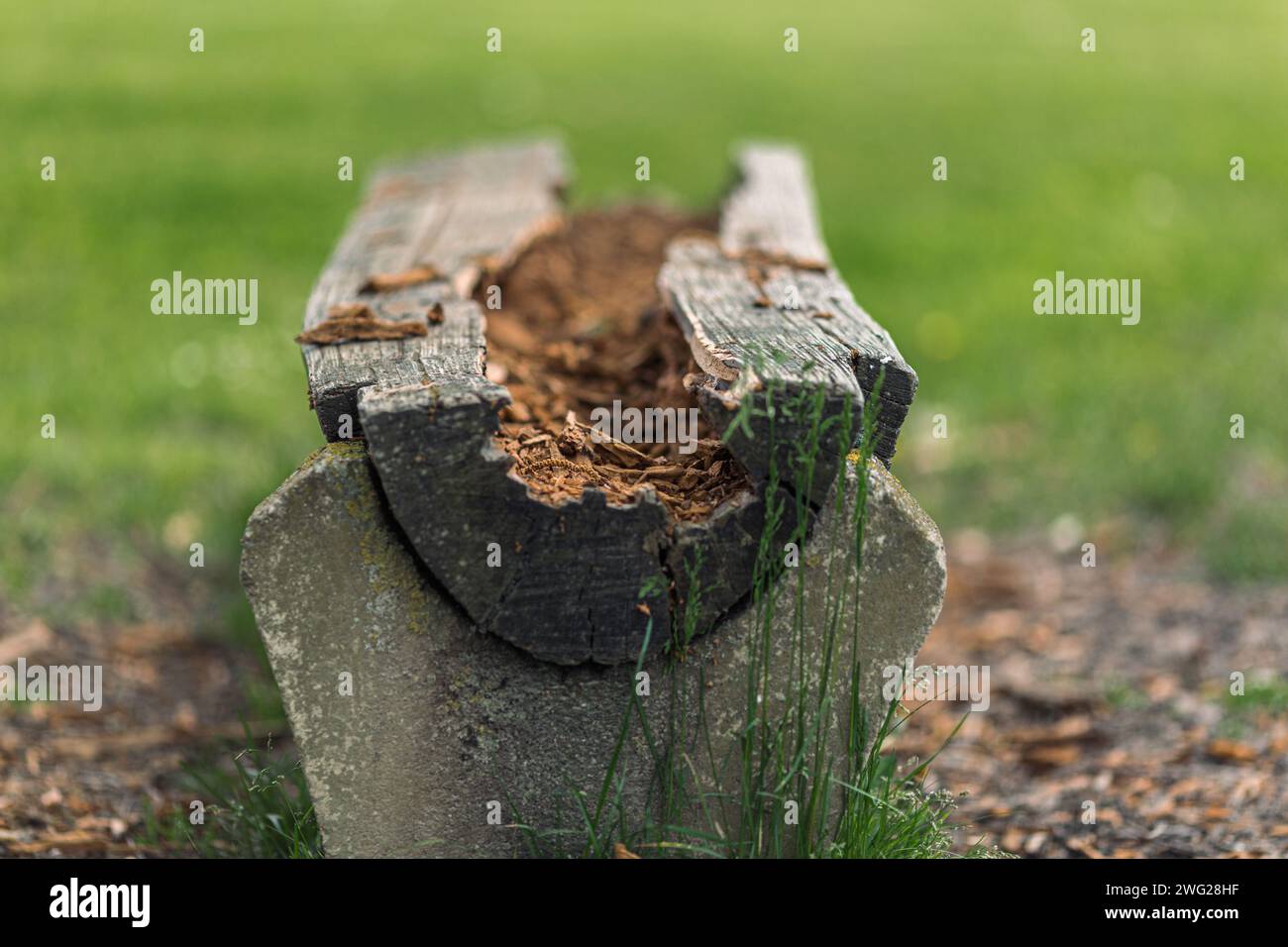Eaten and destroyed wooden plank by termites in nature Stock Photo