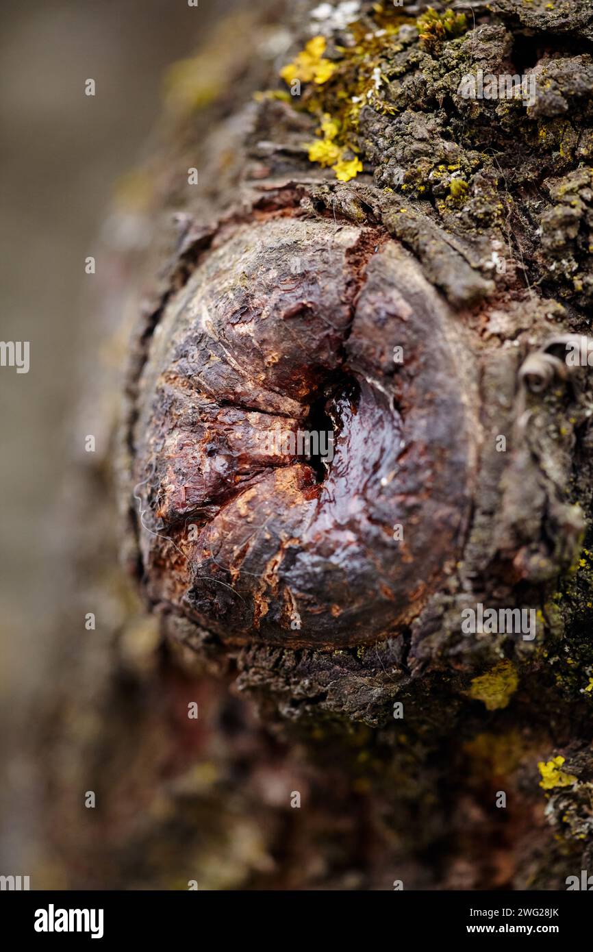 Sap oozing from cherry tree branch, branch is mostly covered with moss