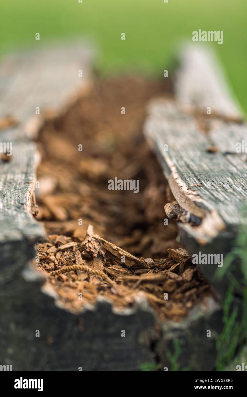 Eaten and destroyed wooden plank by termites in nature Stock Photo