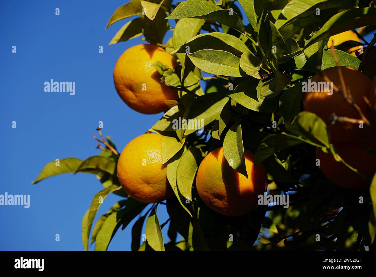 Bitter oranges, or Citrus aurantium, fruit on a tree Stock Photo