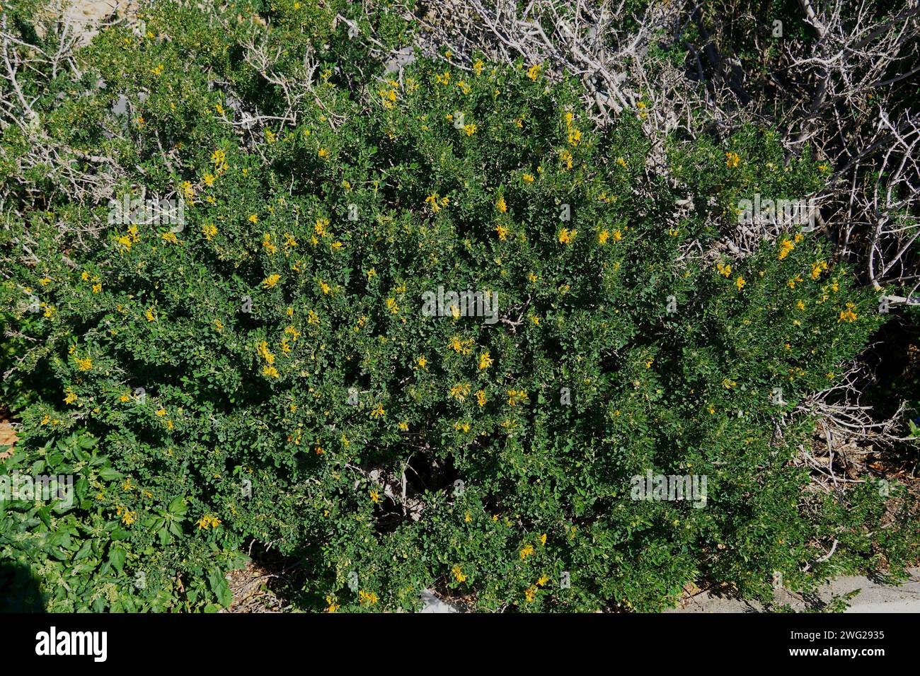 Medicago or alfalfa arborea or moon trefoil, wild plant with beautiful yellow flowers, here near Varkiza, Greece Stock Photo