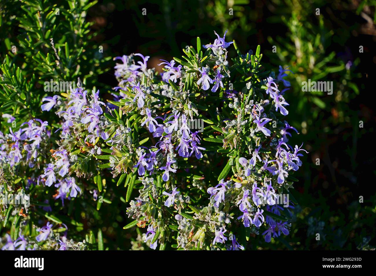 Rosemary plant or Rosmarinus officinalis.A wild herb with fragrant leaves and blue flowers, found in the Mediterranean. Here near Varkiza, Attica, Gre Stock Photo