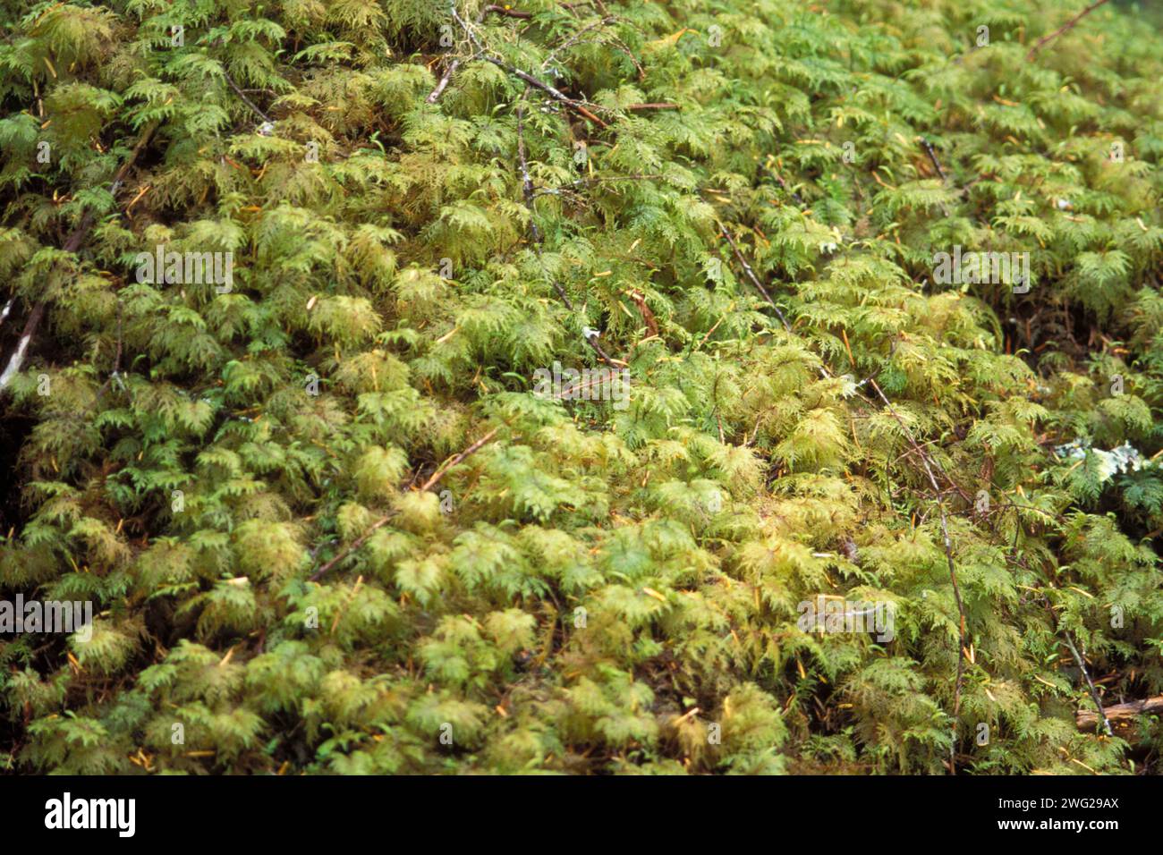 fern moss, Hylocomium splendens, or Step Moss, in the rainforest of Olympic National Park, Olympic Peninsula, Washington Stock Photo