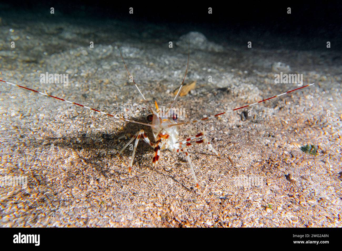 Adult spot prawn in the cold waters of the Pacific Northwest. Stock Photo