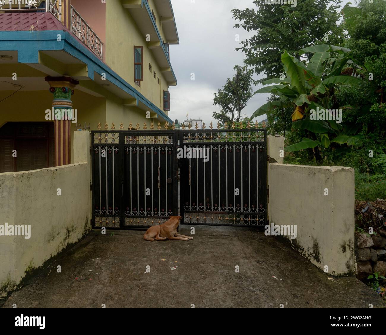A dog lays in front of the gates to a typical Nepali house in