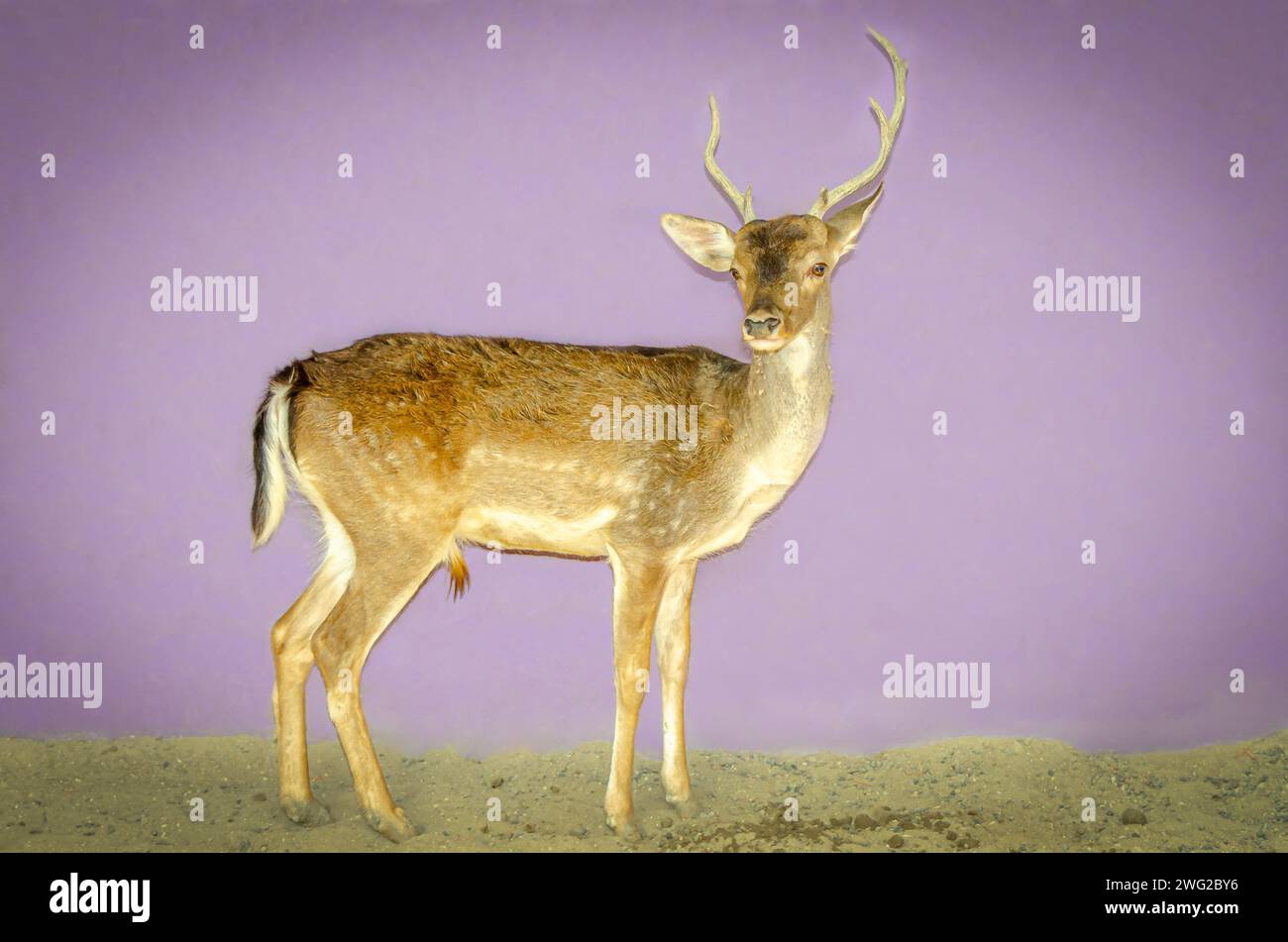 Deer animal at Tasneem Farm, Bahrain Stock Photo Alamy
