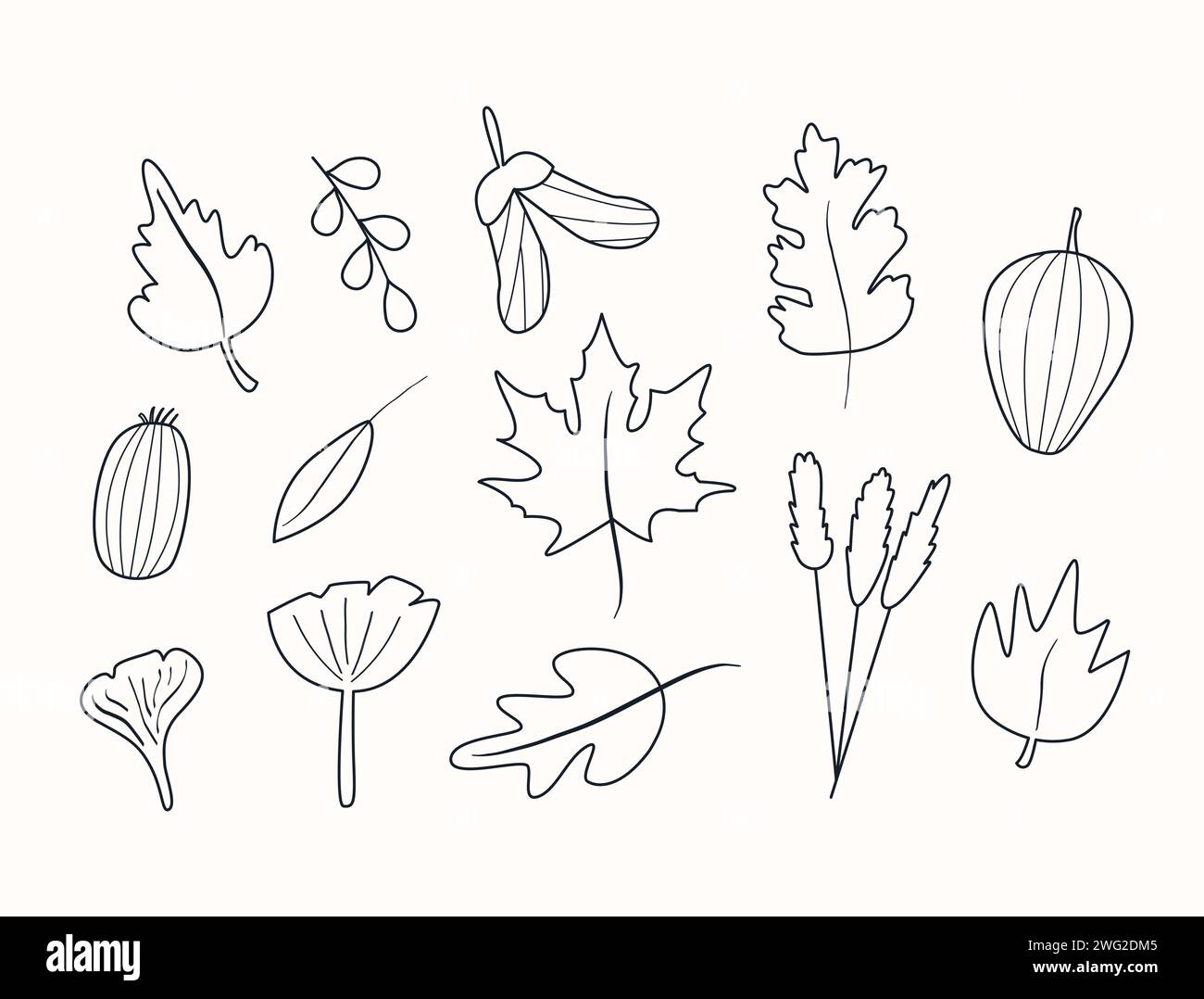 Set of autumn herbarium in doodle style. Leaf foliage and different berries. Wild forest plants. Vector collection of botanical design elements. Black Stock Vector