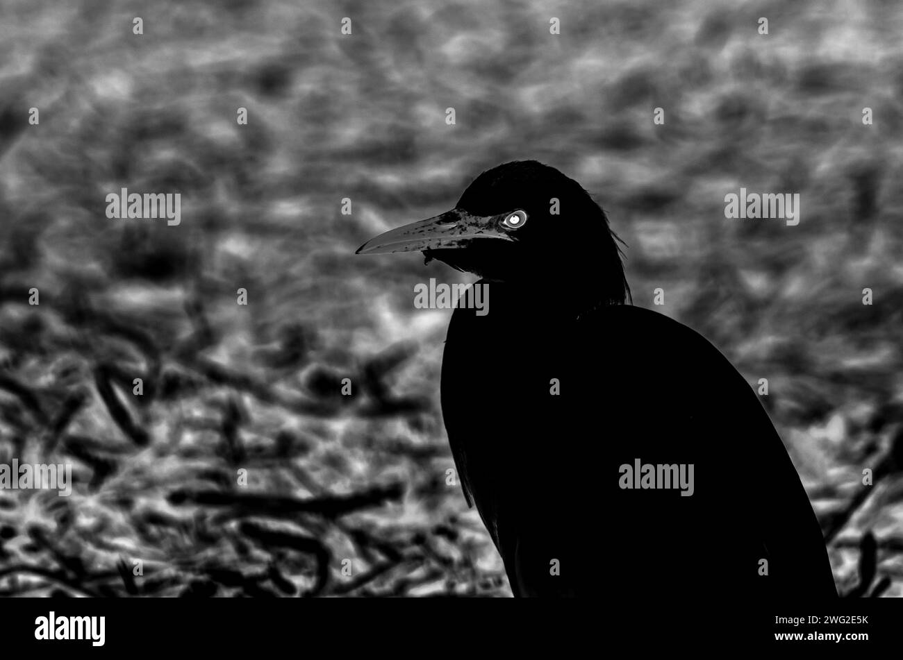 Cattle Egret at Al Areen Wildlife Park, Bahrain Stock Photo - Alamy