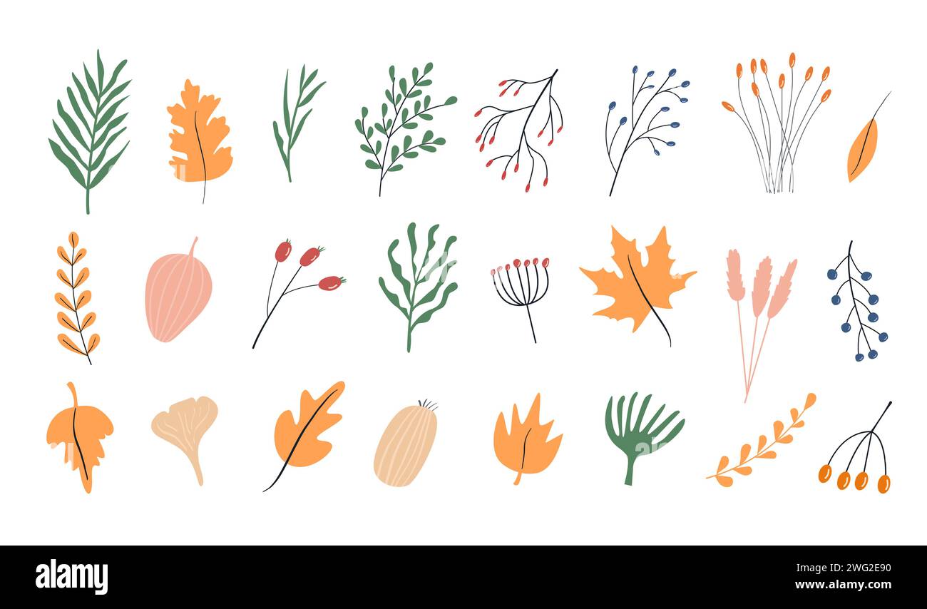 Set of autumn herbarium. Different branches and twigs with berries and leaves. Wild forest plants. Vector collection of botanical design elements. Col Stock Vector