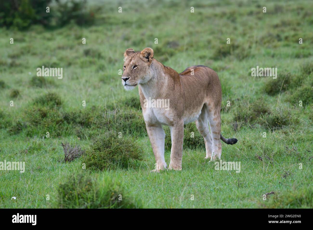 African lion (Panthera leo). Alert adult female Stock Photo