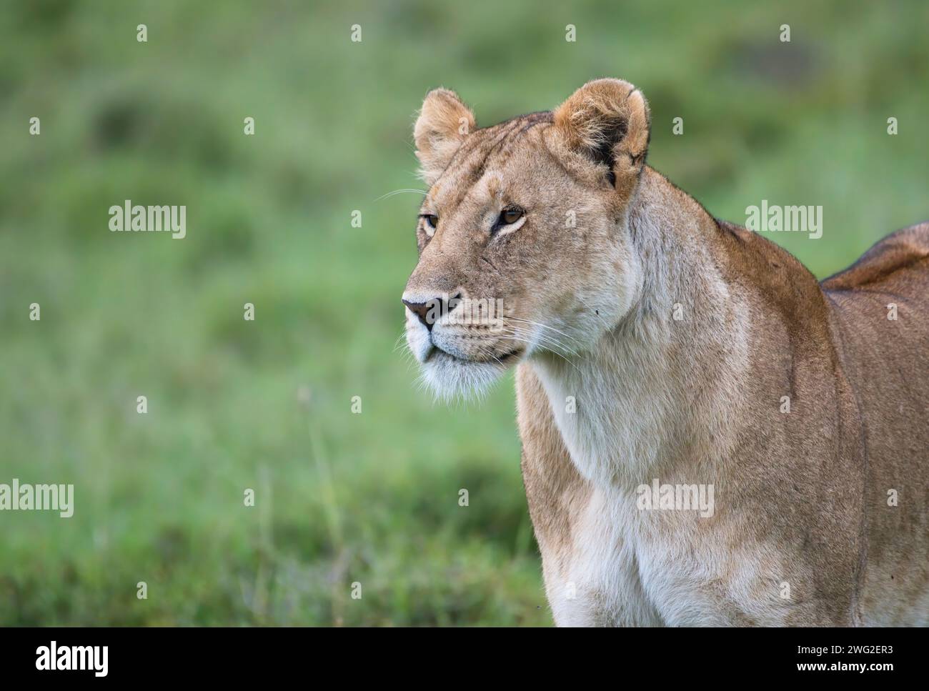 African lion (Panthera leo). Alert adult female Stock Photo