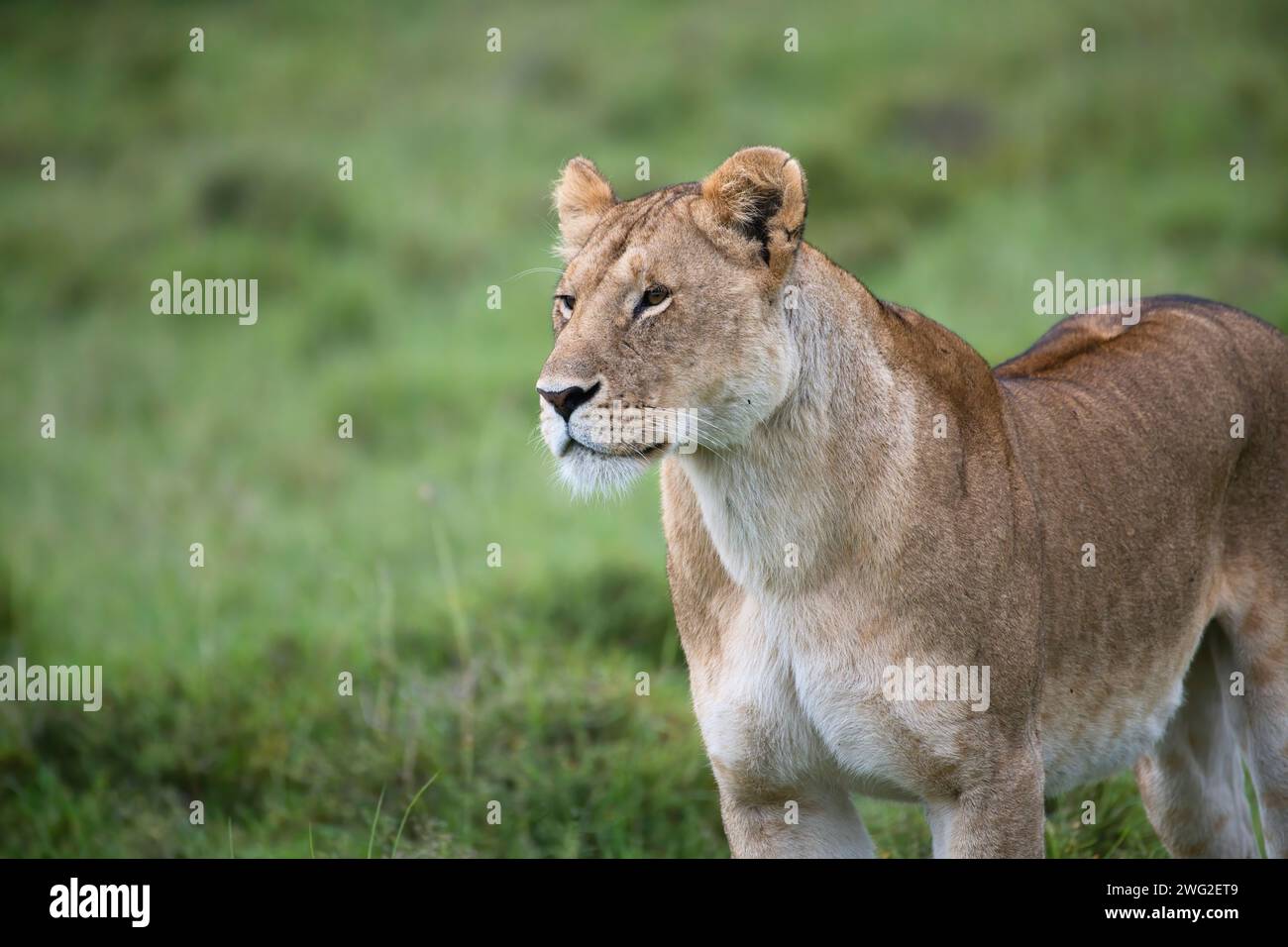 African lion (Panthera leo). Alert adult female Stock Photo