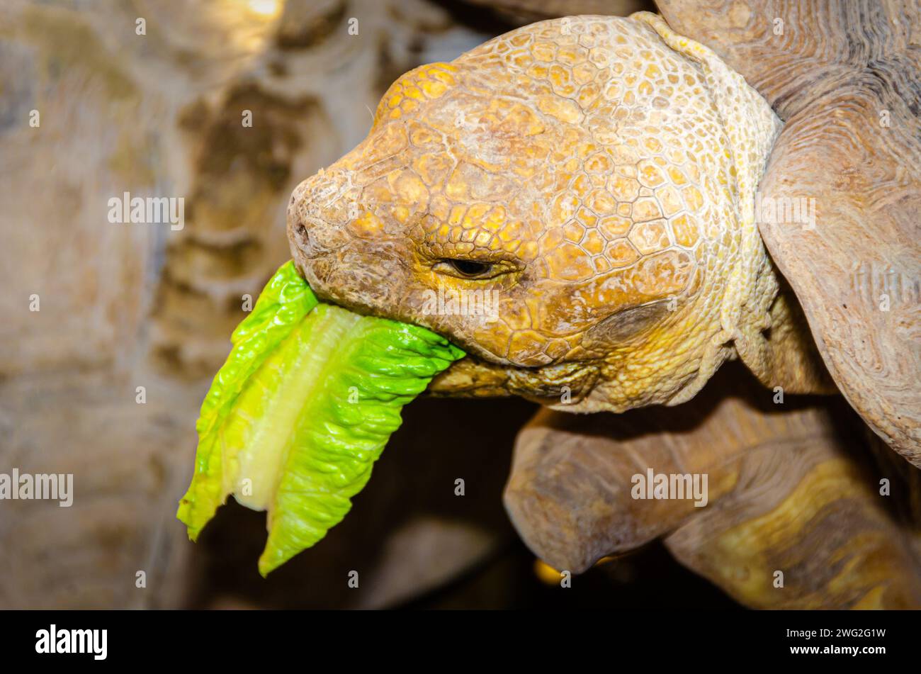 Close up photo of a Turtle/Tortoise Stock Photo - Alamy