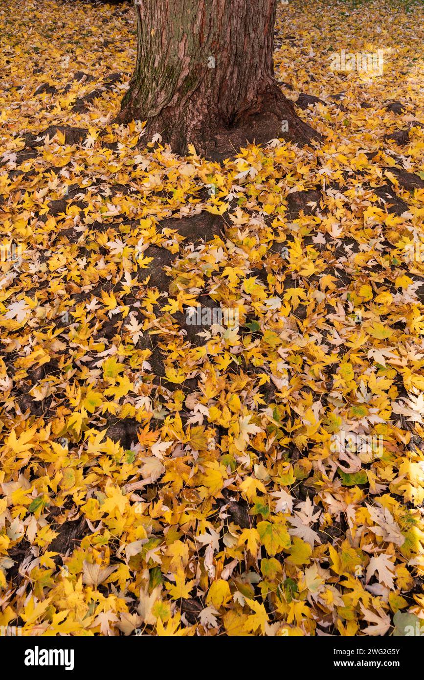 Hojas a los pies del tronco de un arbol Stock Photo