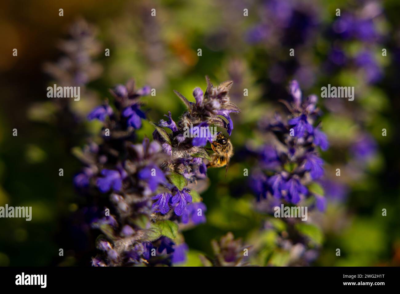 Beautiful flowering bugleweed perennial ground cover. Pollen bee on the flower. Beautiful nature landscape. High quality photo Stock Photo