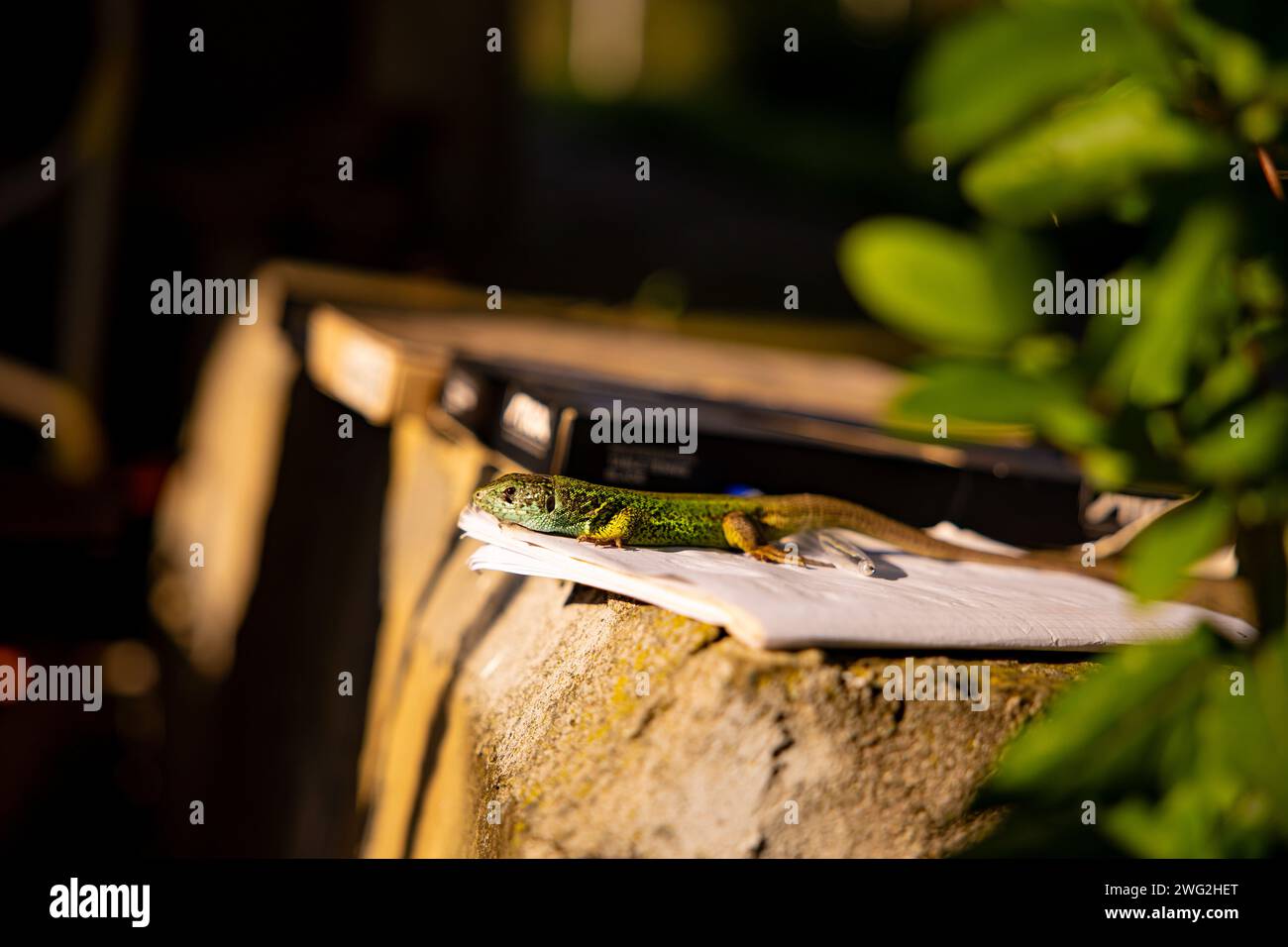 Lizard catcher hi-res stock photography and images - Alamy