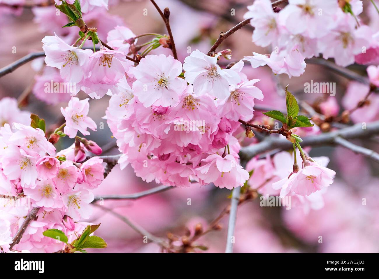 Sunlight on cherry blossom hi-res stock photography and images - Alamy