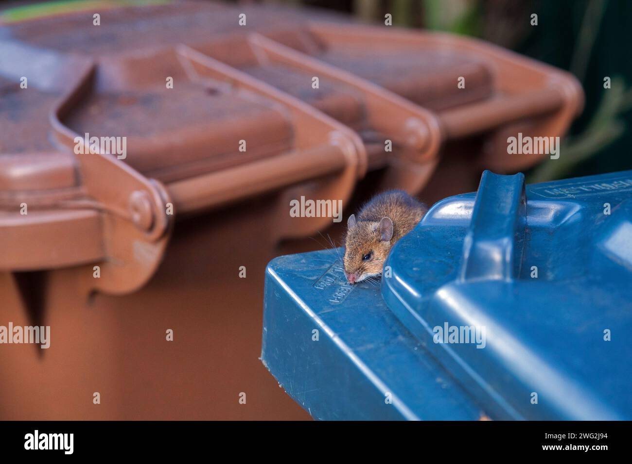Mouse garbage hi-res stock photography and images - Alamy