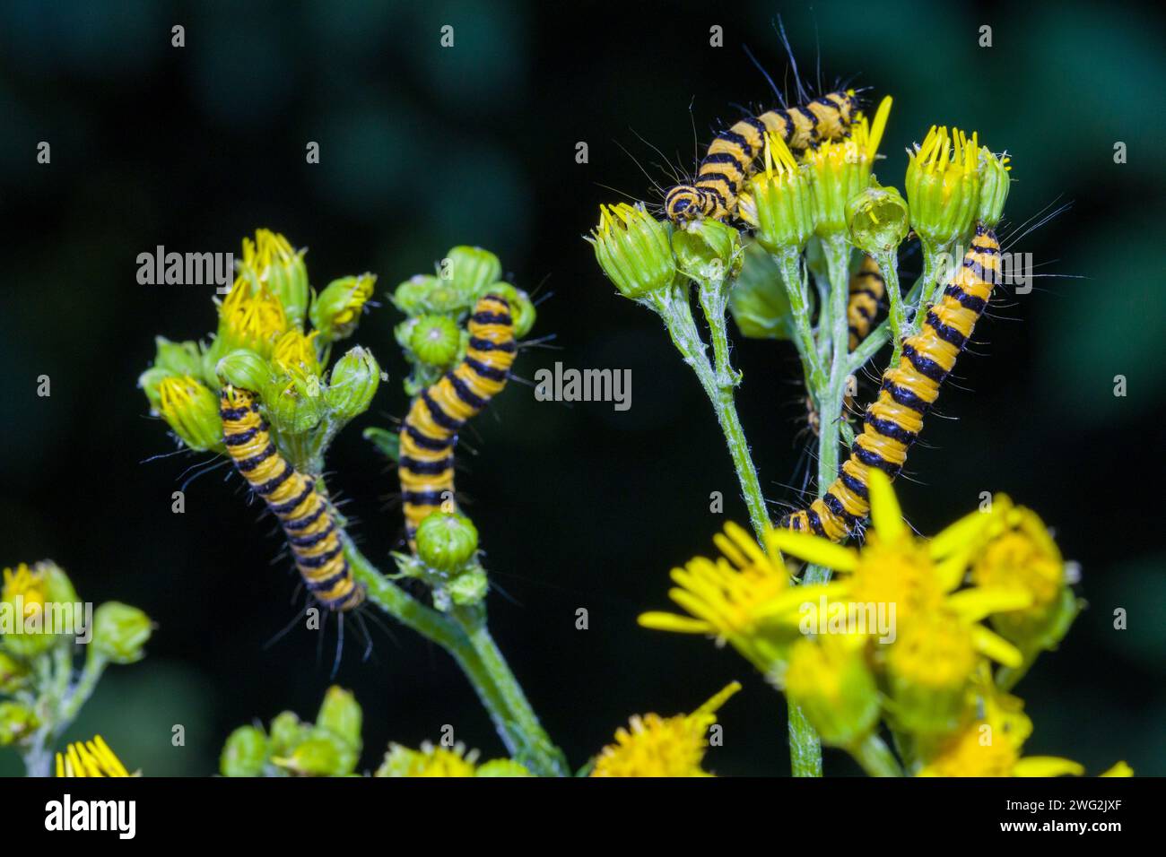 several yellowblack caterpillars of the cinnabar moth feeding on a
