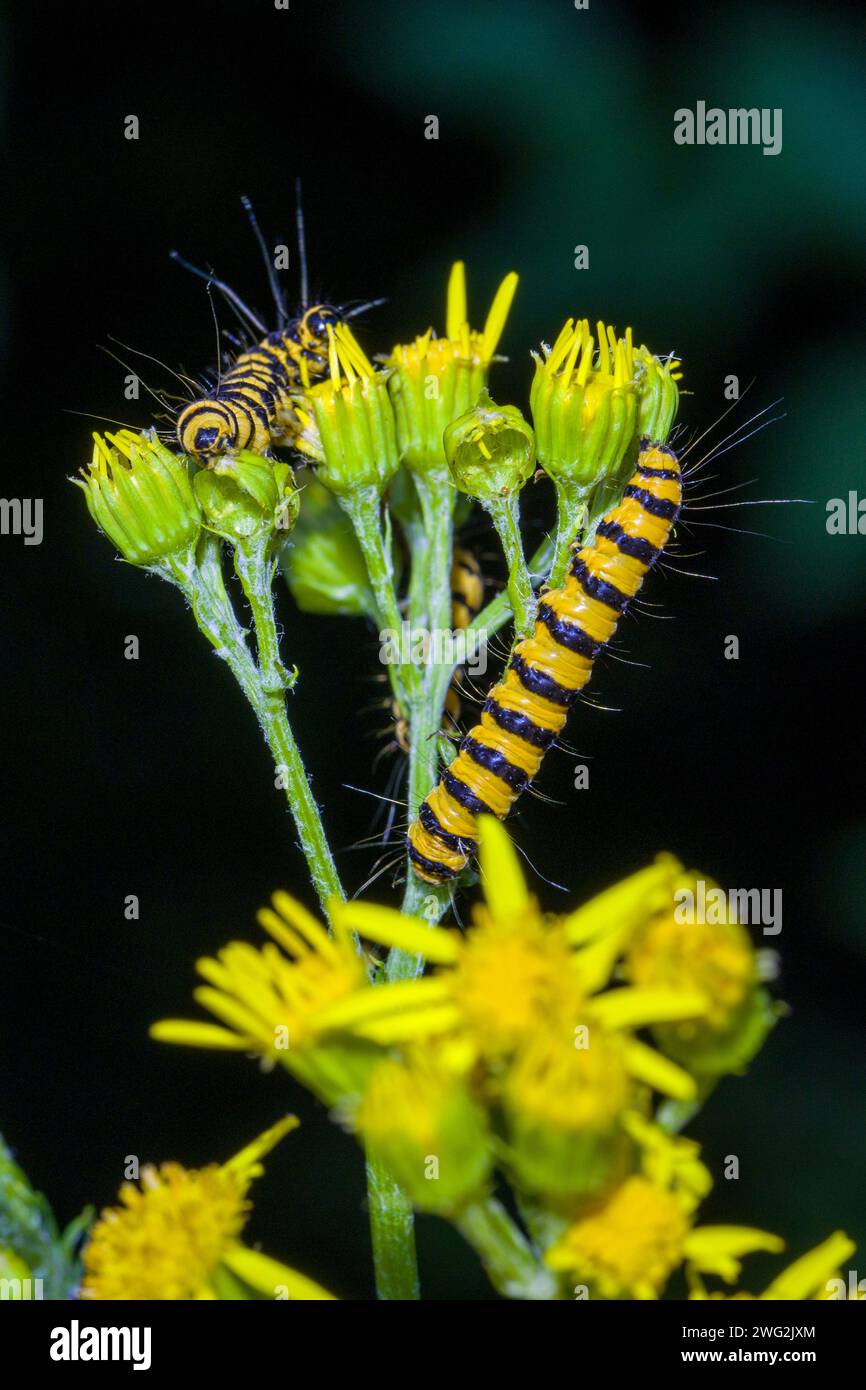 several yellowblack caterpillars of the cinnabar moth feeding on a