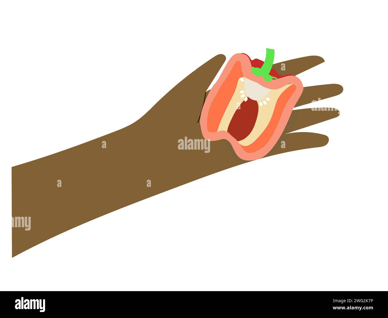 Half of bell pepper Stock Vector Images - Alamy