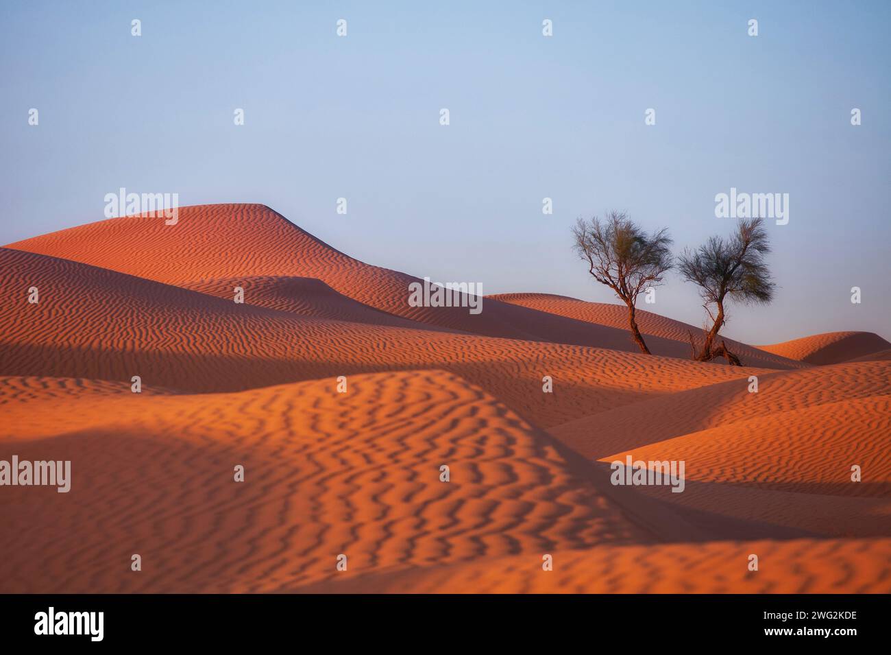 gin bush in the desert sahara at evening sunlight and dunes with long shadows Stock Photo