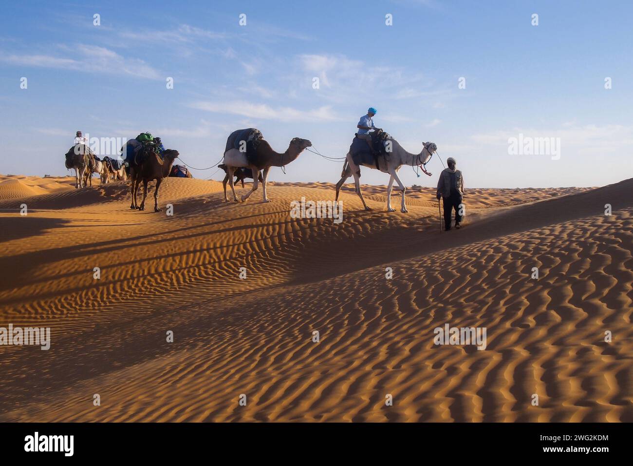 camel caravan on dunes in sahara at evening sun Stock Photo