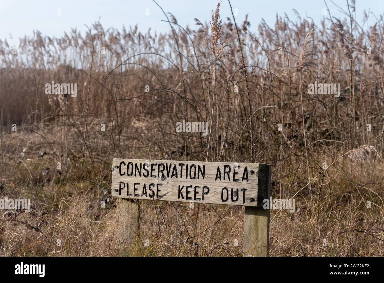 Sign Conservation Area Please Keep Out by reeds in wetland area of nature reserve to prevent disturbance of wildlife by people and dogs, England, UK Stock Photo