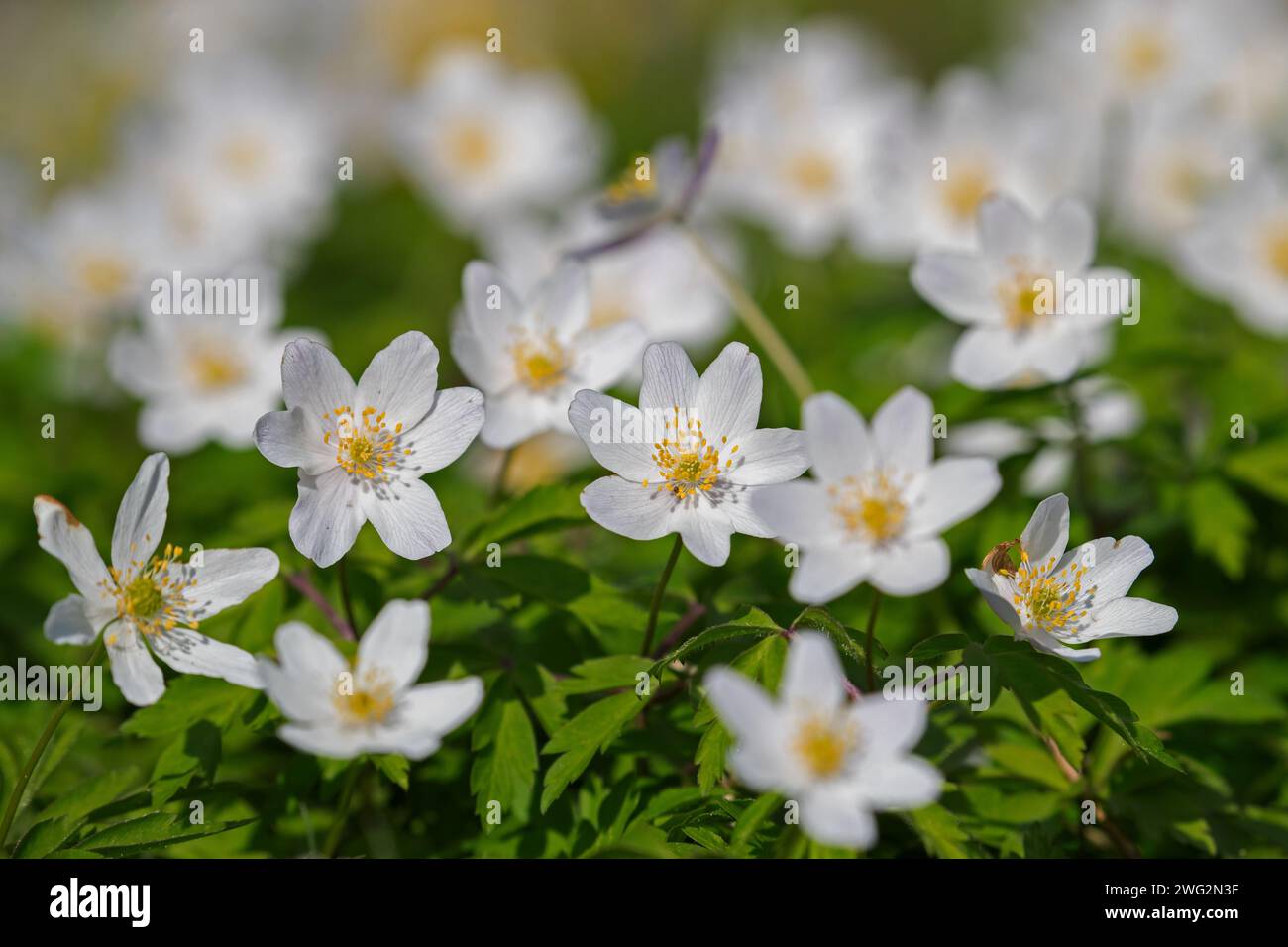 Wood anemone (Anemone nemorosa) white flowers blooming in spring forest Stock Photo