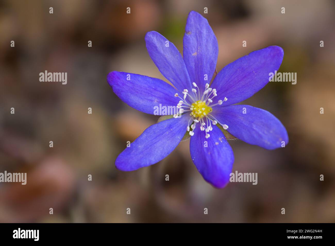 Common Hepatica / liverwort / kidneywort / pennywort (Anemone hepatica / Hepatica nobilis) in flower in spring Stock Photo