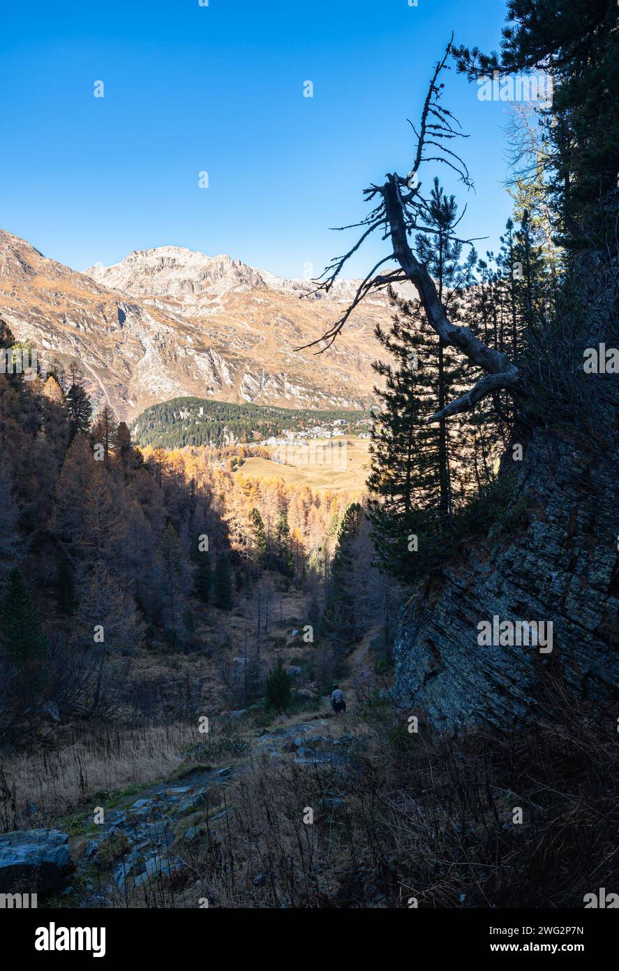 Dramatic landscape image of an overhanging dead tree in a dark gorge in Maloja region, Graubünden canton, Switzerland. Stock Photo