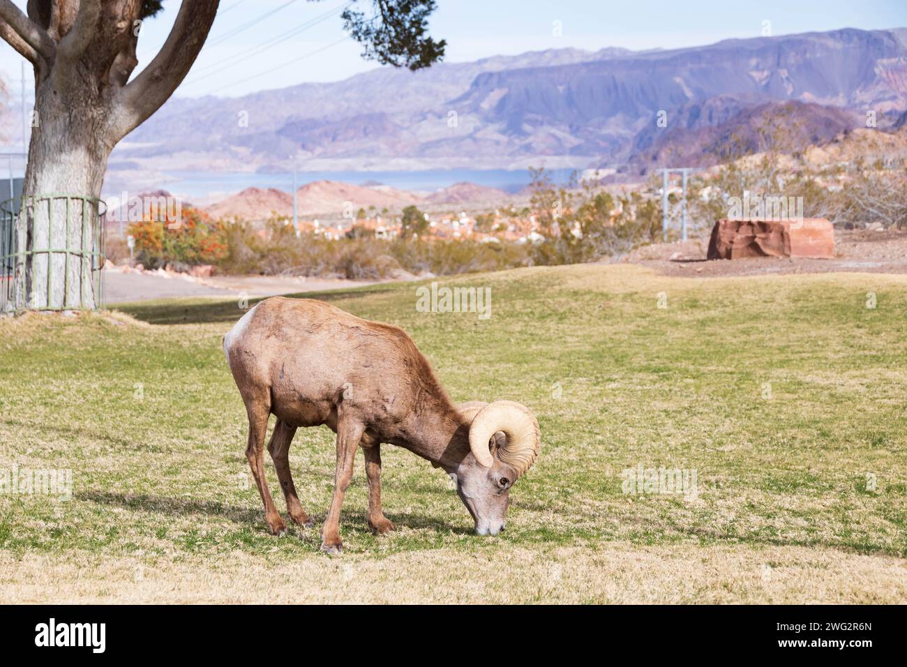 Bighorn sheep grazing on a sloped mountainside Stock Photo - Alamy