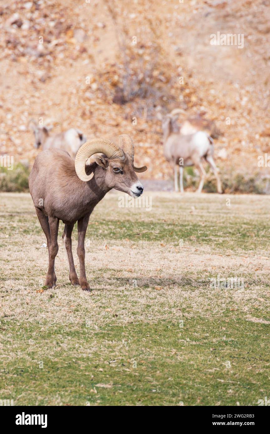 Bighorn sheep grazing on a sloped mountainside Stock Photo - Alamy