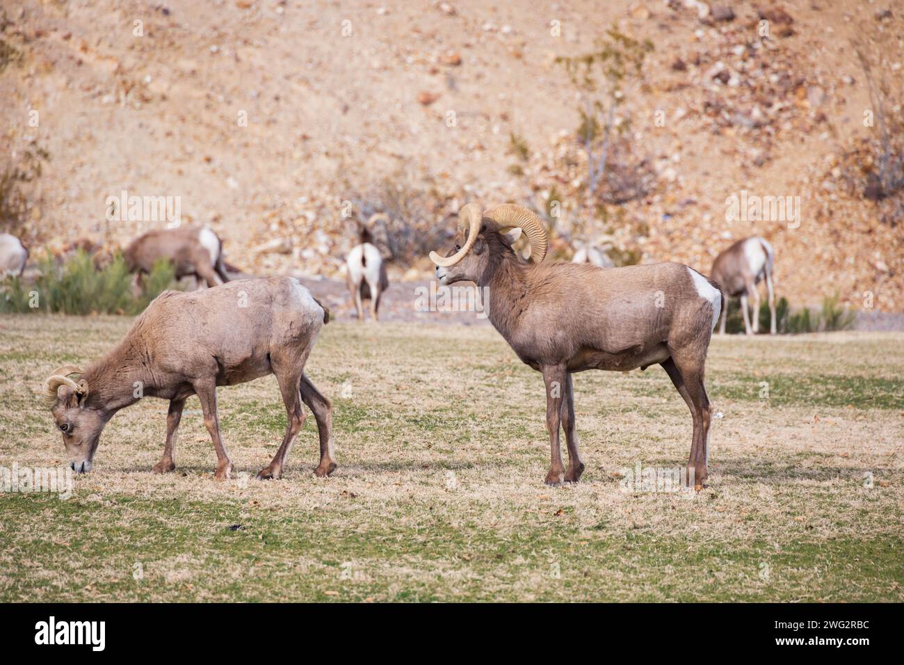 Bighorn sheep grazing on a sloped mountainside Stock Photo - Alamy