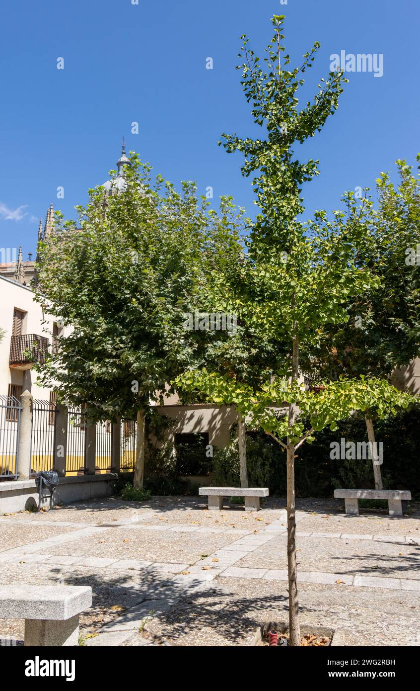 En el jardín de Calixto y Melibea hay un curioso árbol, el ginkgo biloba, muy longevo, con hojas en forma de abanico. Salamanca, España Stock Photo