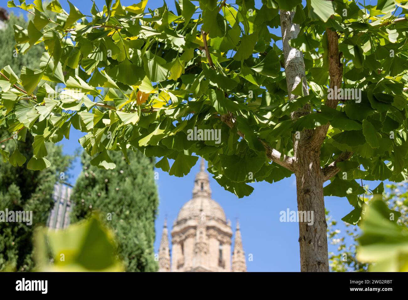 En el jardín de Calixto y Melibea hay un curioso árbol, el ginkgo biloba, muy longevo, con hojas en forma de abanico. Detalle de las hojas y al fondo Stock Photo