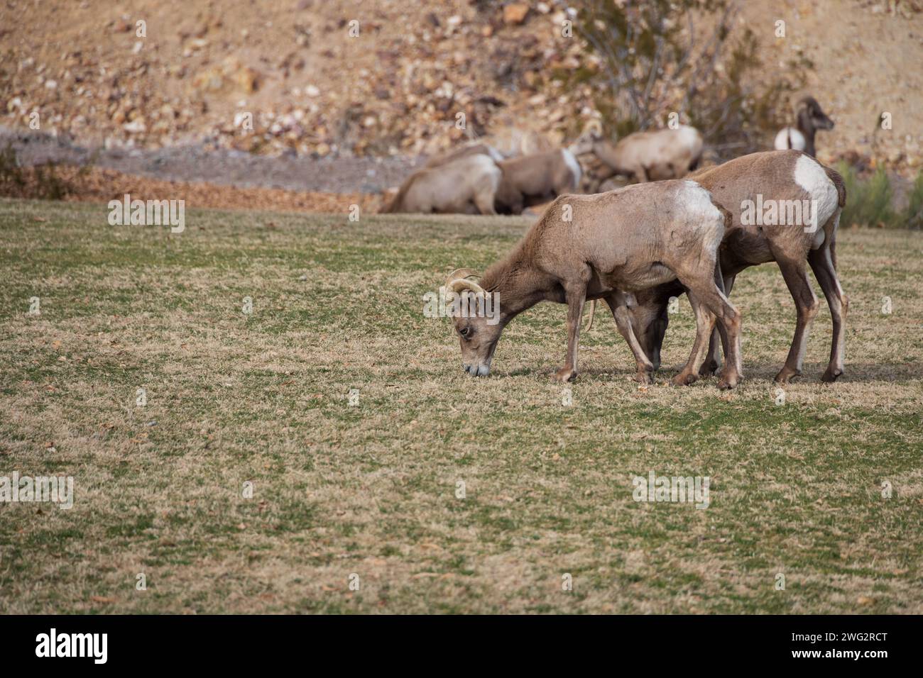 Bighorn sheep grazing on a sloped mountainside Stock Photo - Alamy