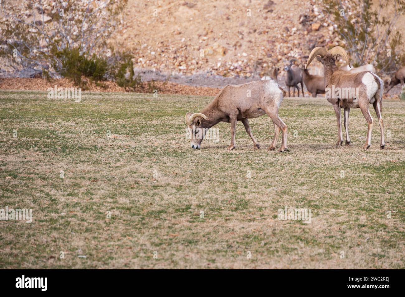 Bighorn sheep grazing on a sloped mountainside Stock Photo - Alamy