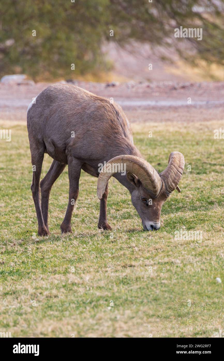 Bighorn sheep grazing on a sloped mountainside Stock Photo - Alamy