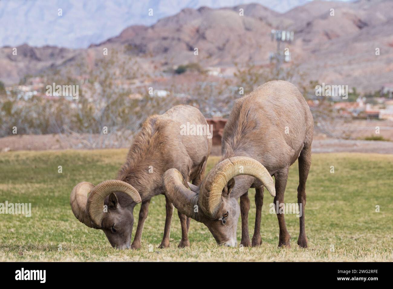 Bighorn sheep grazing on a sloped mountainside Stock Photo - Alamy